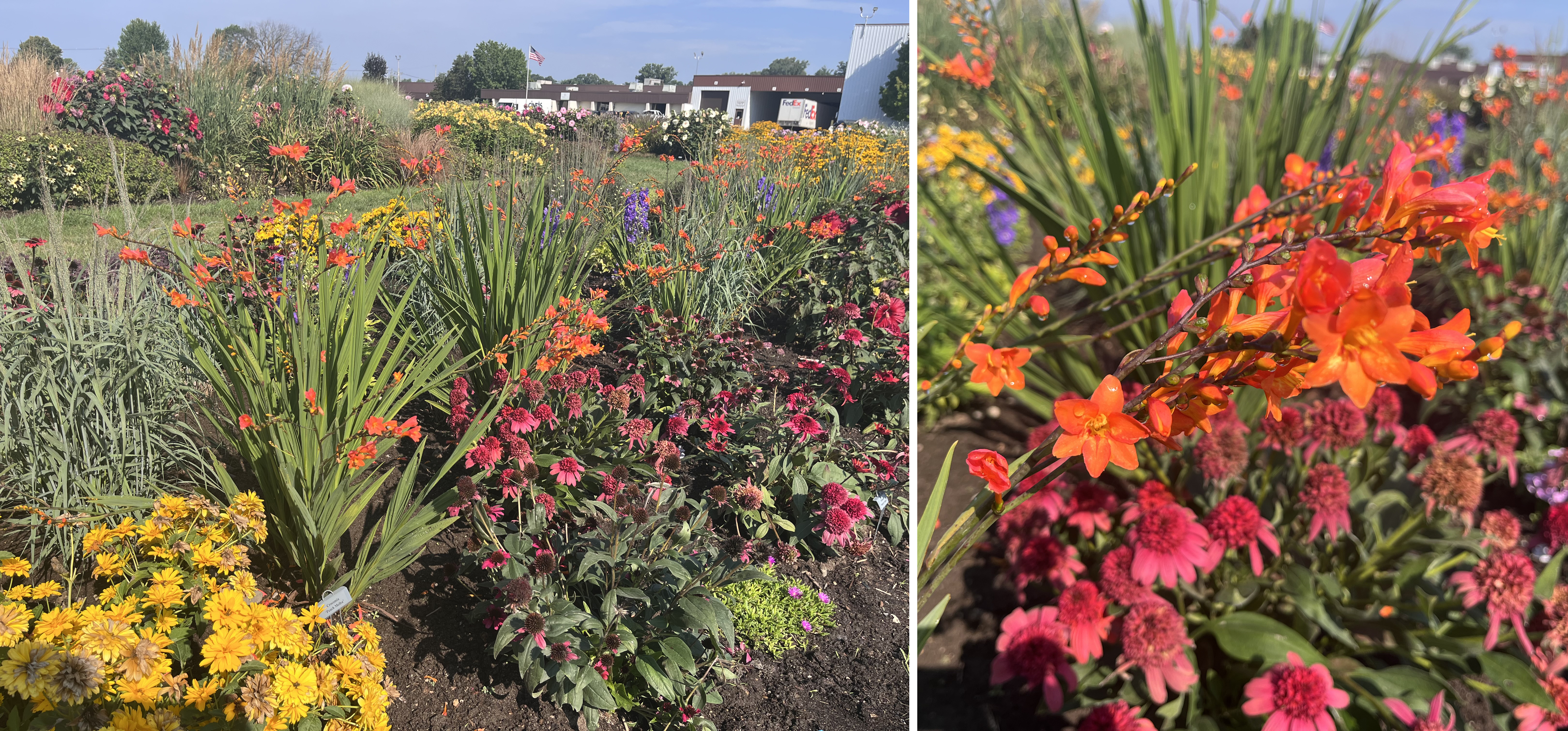 Trial garden scenes with bright orange crocosmia flowers rising above green sword-like leaves, planted among red coneflowers, yellow daisies, and other summer perennials, with a close-up view highlighting the crocosmia&rsquo;s orange blossoms.